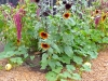 Kitchen Garden