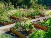 Kitchen Garden